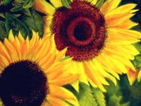 Sonnenblumen II 47 x 47 cm Pastellkreide auf Spezialpapier